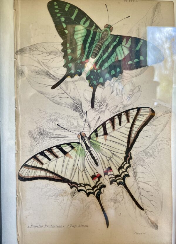 Set of 8 Etchings, hand coloured, of foreign butterflies (circa 1837) - Image 4