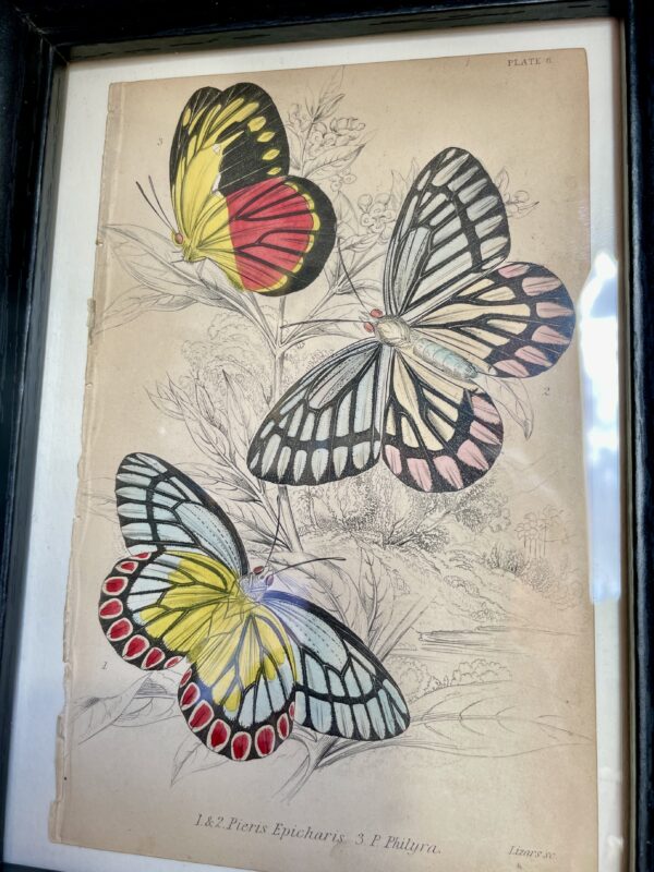 Set of 8 Etchings, hand coloured, of foreign butterflies (circa 1837) - Image 7