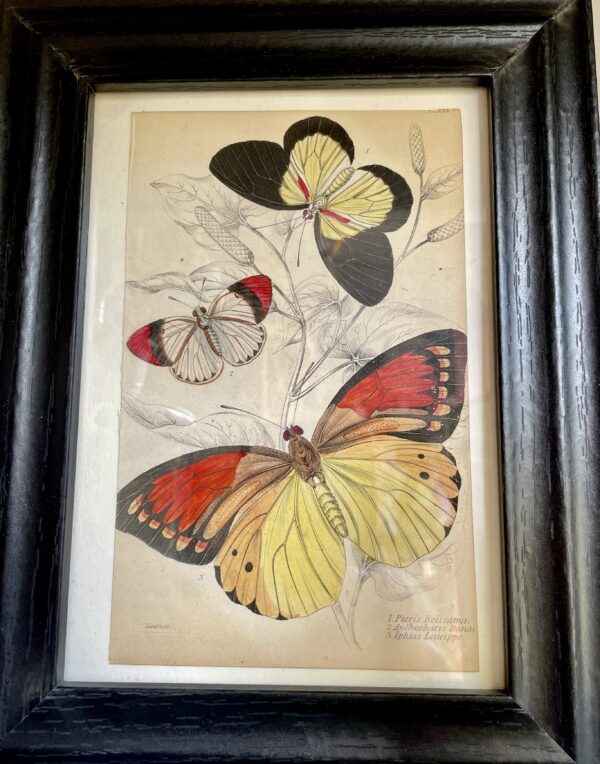 Set of 8 Etchings, hand coloured, of foreign butterflies (circa 1837) - Image 3
